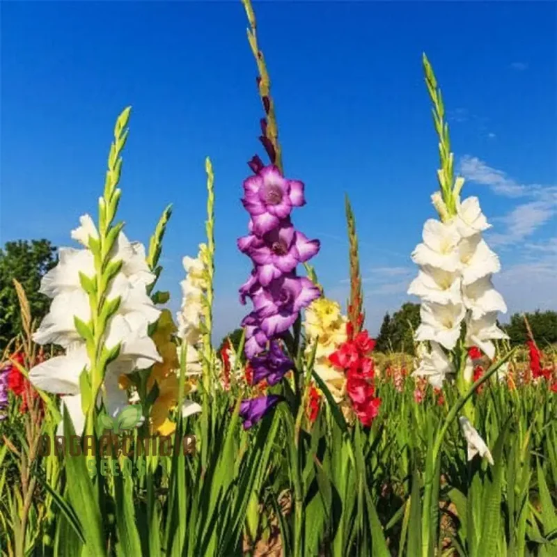 Blooming Beauty Gladiolus Flower Bulbs for Gardening and Planting (3 Bulbs For Planting)