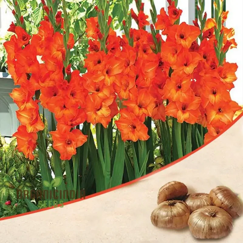 Blooming Beauty Gladiolus Flower Bulbs for Gardening and Planting (3 Bulbs For Planting)