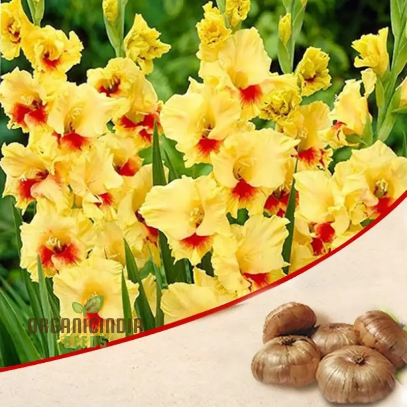 Blooming Beauty Gladiolus Flower Bulbs for Gardening and Planting (3 Bulbs For Planting)