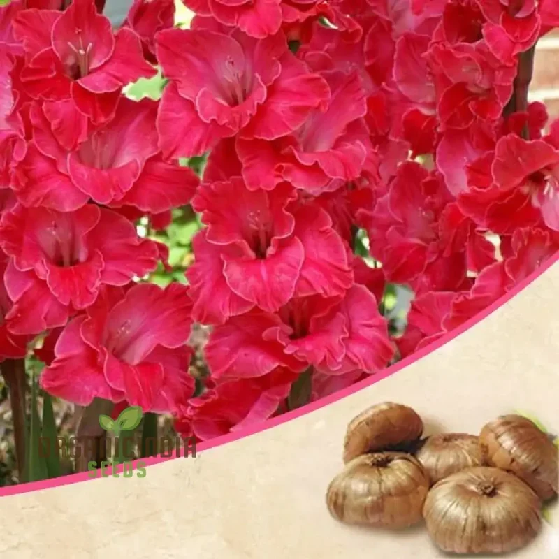 Blooming Beauty Gladiolus Flower Bulbs for Gardening and Planting (3 Bulbs For Planting)