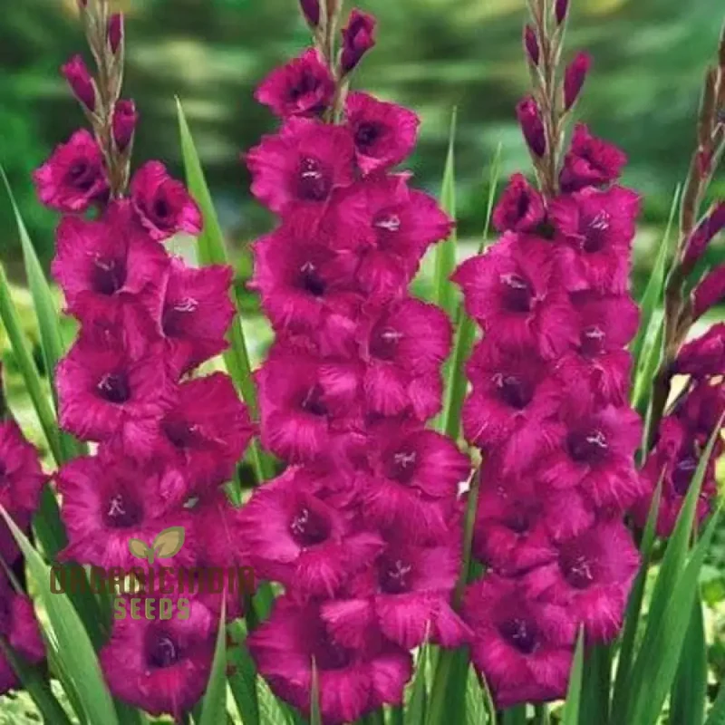 Blooming Beauty Gladiolus Flower Bulbs for Gardening and Planting (3 Bulbs For Planting)