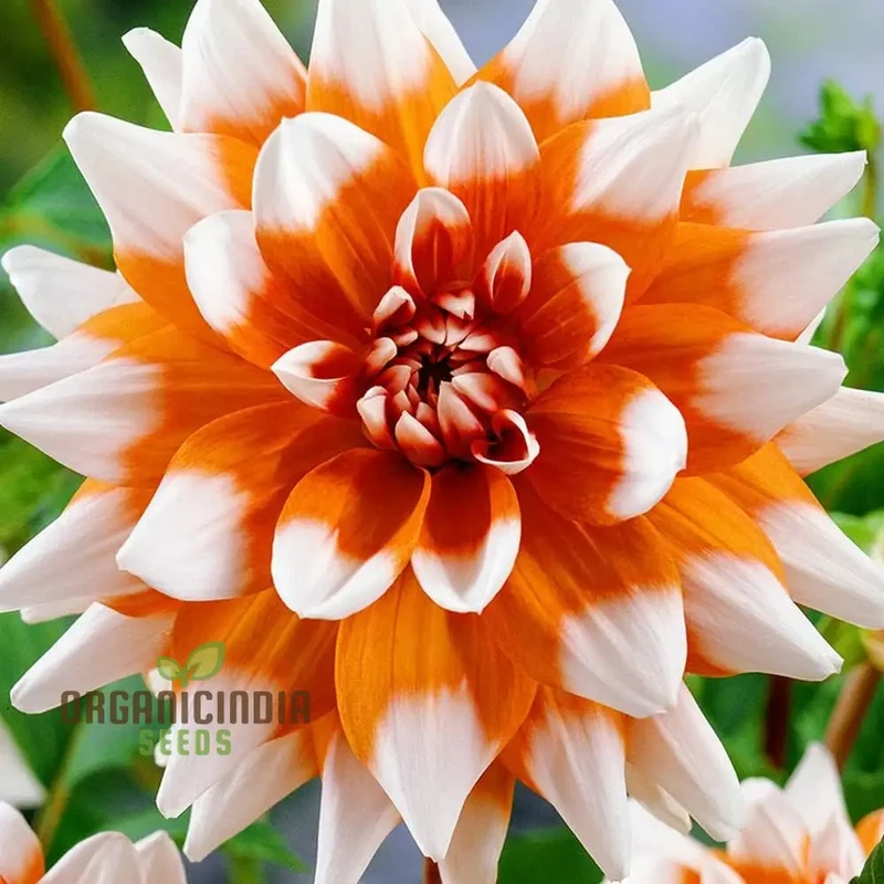 Colorful Dahlia Bulbs Transform Your Outdoor Oasis into a Floral Paradise(3 Bulbs for planting)