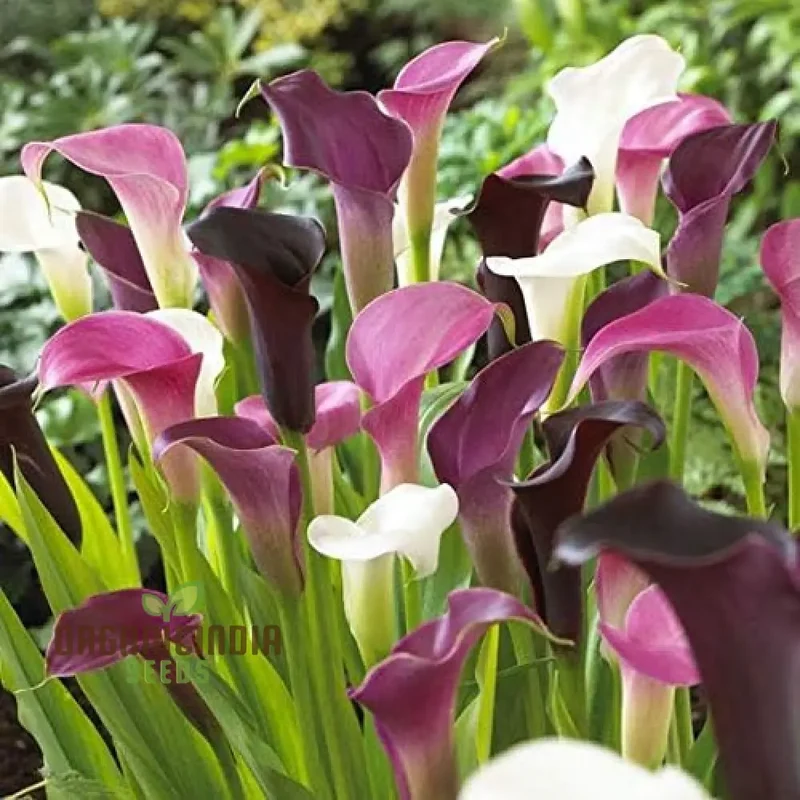 Timeless Beauty Calla Lily Bulbs for your Outdoor Haven(3 Bulbs for Planting)