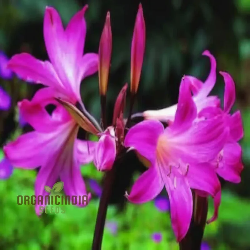 Violet Amaryllis Flower Seeds, Purple Amaryllis Bulb Seeds for Stunning Garden Blooms and Planting