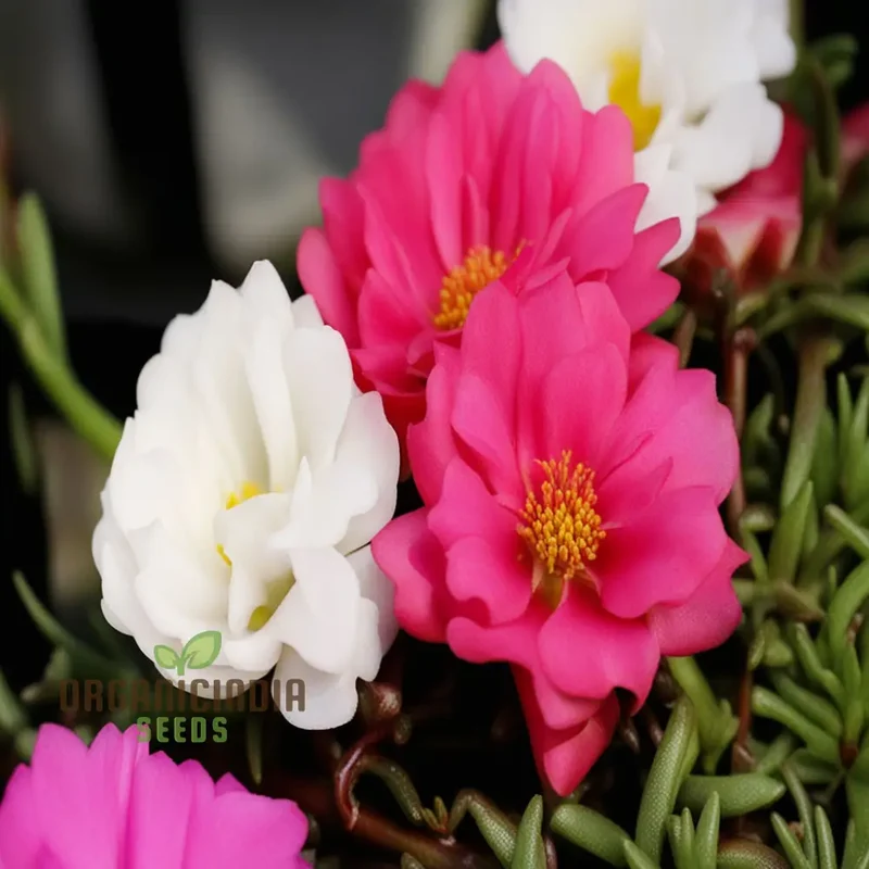 Moss Rose Portola Turquoise Seeds – Drought-Tolerant Ground Cover for Gardens