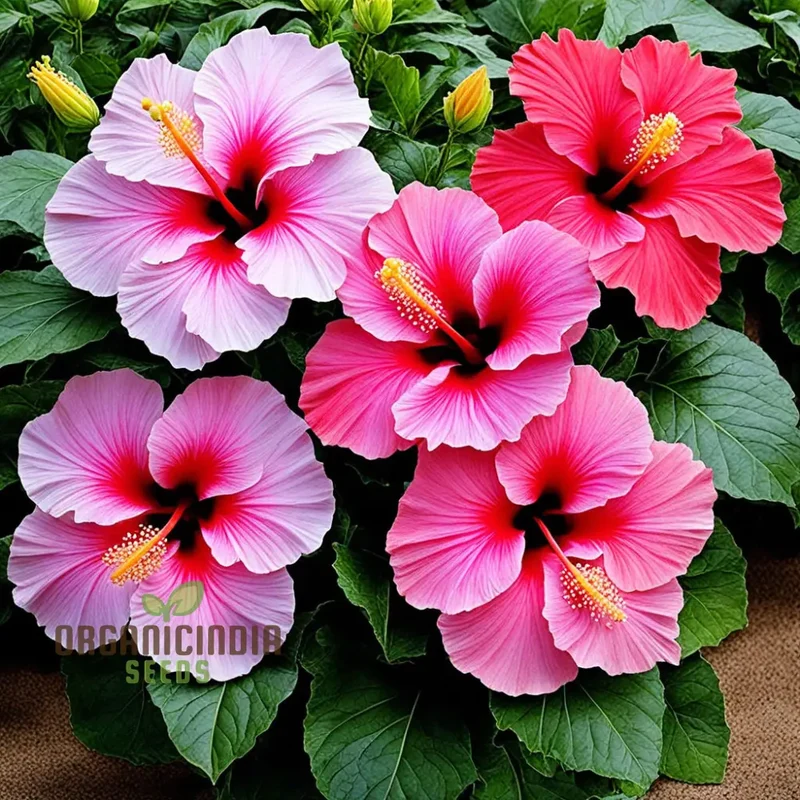 Hibiscus Flower Seeds – Hardy Blooming Variety for Year-Round Color and Stunning DIY Home Garden Displays