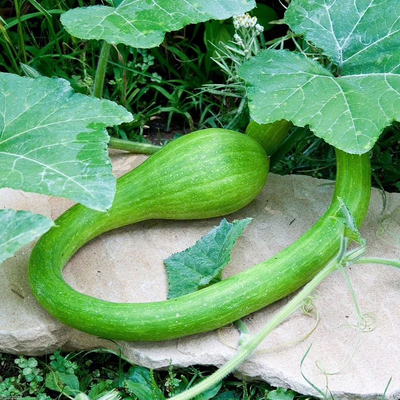 Courgetti Tromboncino Creeper Seeds For Planting Italian Trombone Squash Plant Seeds