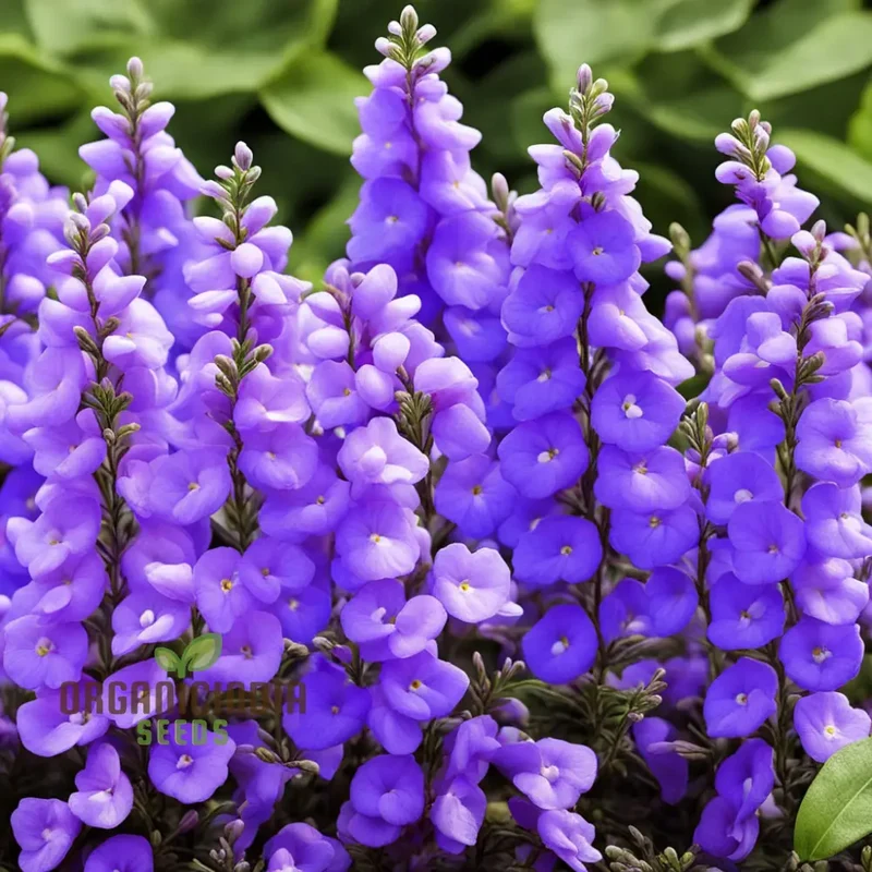 Angelonia Flower Garden Seeds – Vibrant, Easy-to-Grow Summer Snapdragon Blooms for Home Gardens, Pots, Pathways & Landscape Borders
