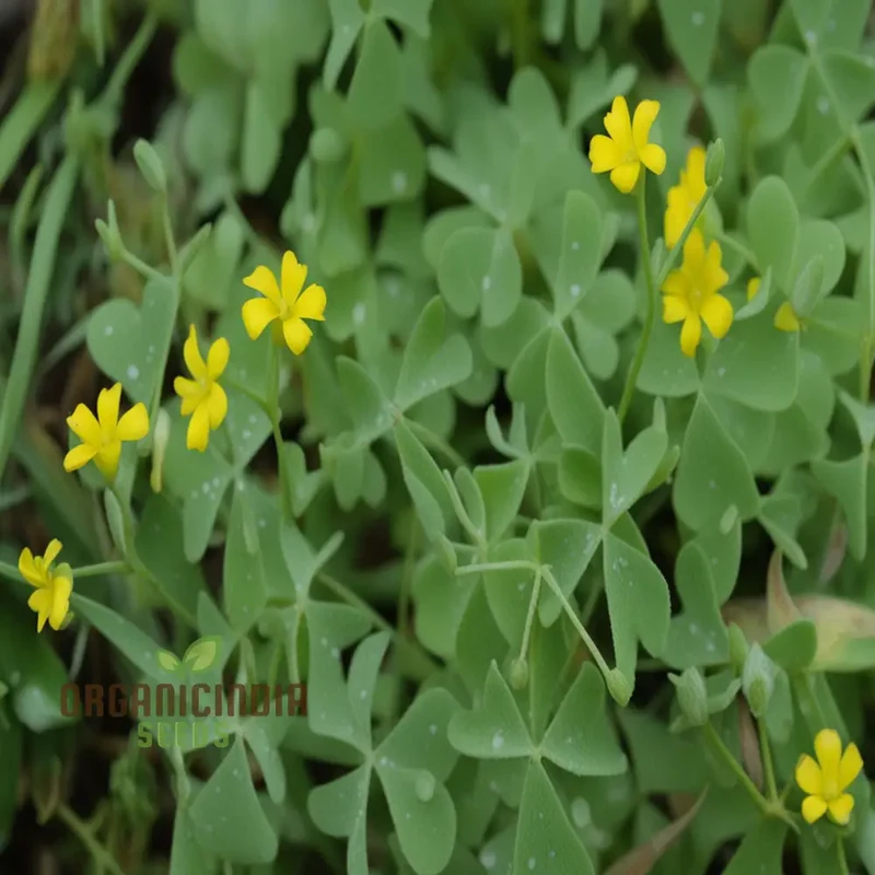 Procumbent Yellow-Sorrel Seeds – Vibrant Yellow Blooms for Garden Planting