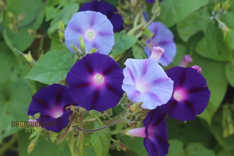Blue Trumpet Flower Seeds – Exotic Garden Blooms for Planting
