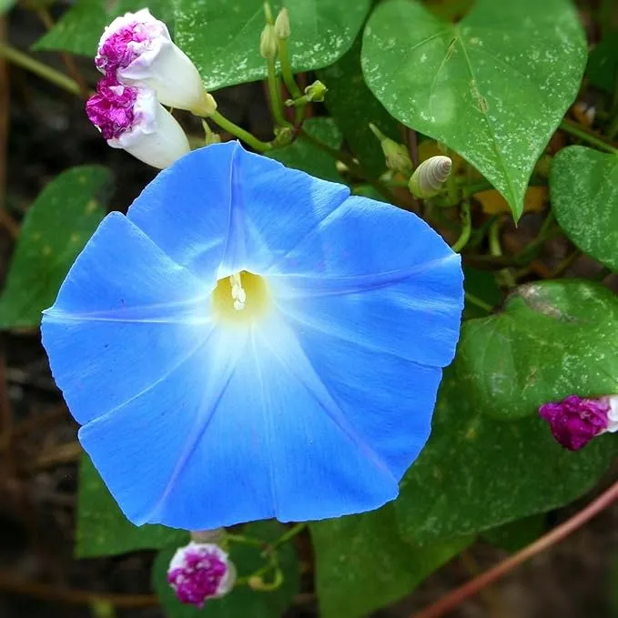 Blue Trumpet Flower Seeds – Exotic Garden Blooms for Planting