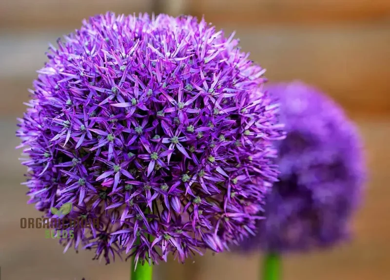 Globemaster Allium Gigantean Flower - Heirloom Organic Seeds - Perennial Showy Dramatic Cut Flower (100 Seeds)