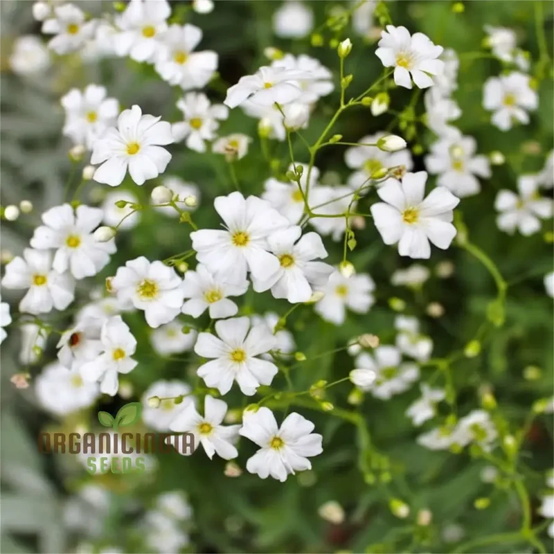 White Gypsophila Repens Seeds for Planting