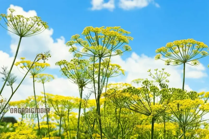 Mammoth Long Island Dill Seeds – Non-GMO Heirloom Herb for Gardening & Microgreens