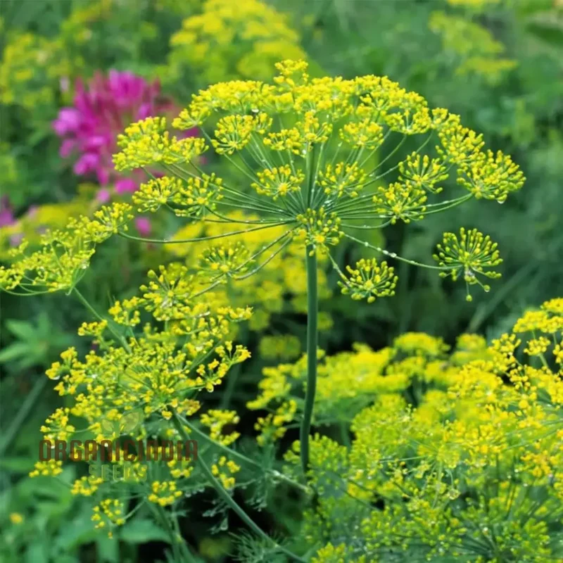 Mammoth Long Island Dill Seeds – Non-GMO Heirloom Herb for Gardening & Microgreens