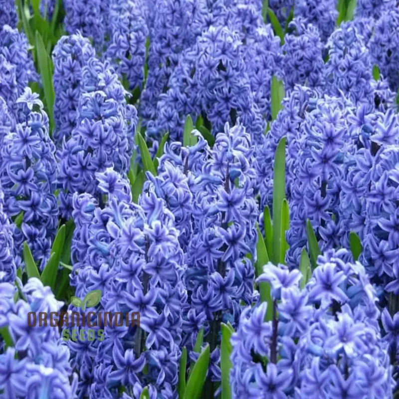 Blue Echte Hyazinthen Plant Seeds, Fragrant Flower Seeds for Planting - Transform Your Garden with Stunning Blue Blooms - Ideal for Gardening Enthusiasts