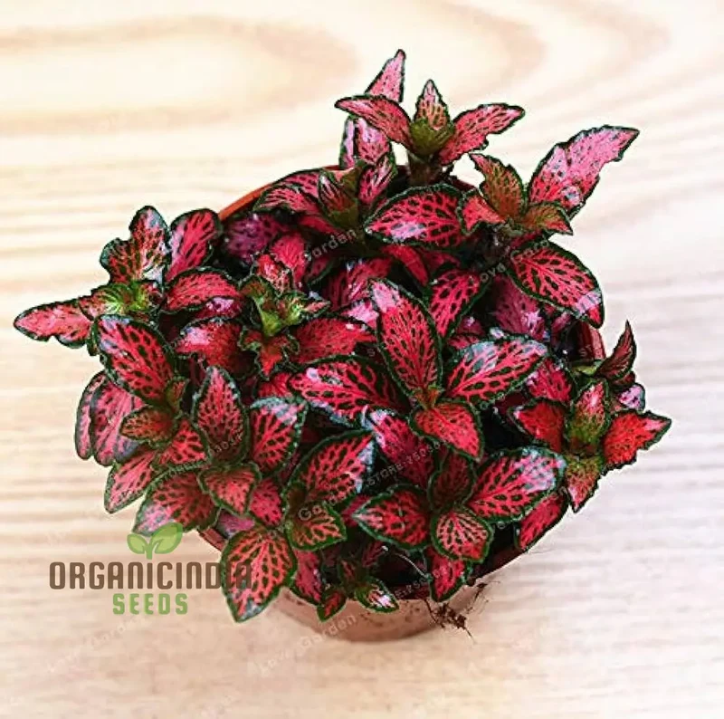 Fitton Verschaffeltii seeds Purchase 100 Fitton Verschaffeltii seeds