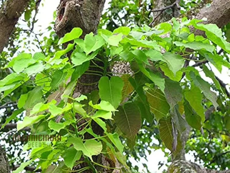 Hora Crepitant seeds Bulk Hora Crepitant seeds