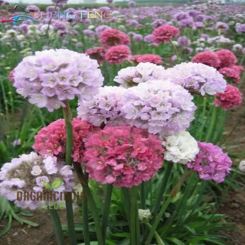 Mixed Joystick Flower Seeds - Playful Assortment for Whimsical Garden Delights