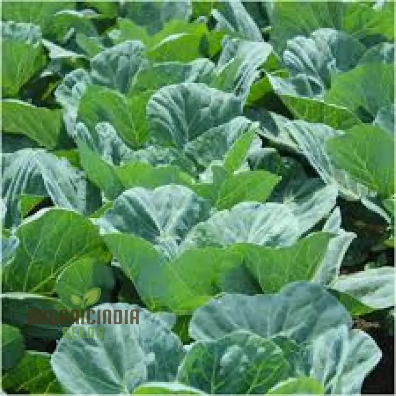 Collard Vegetable Seeds For Planting, Add Color to Your Garden