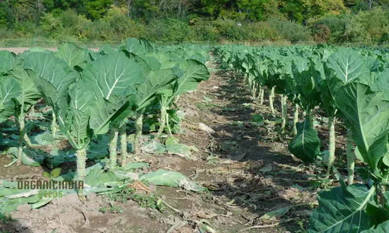 Collard Vegetable Seeds For Planting, Add Color to Your Garden