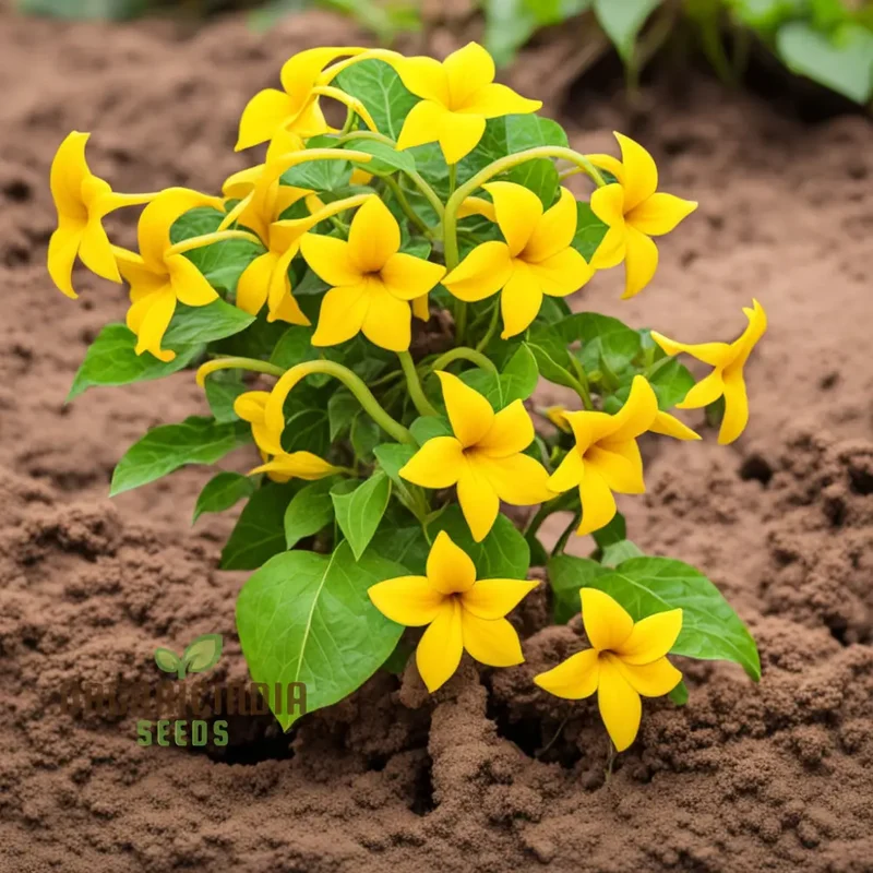 Yellow Thunbergia Flower Seeds for planting