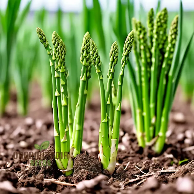 Green Asparagus Vegetable Seeds For Planting, Grow Your Own Fresh Asparagus at Home