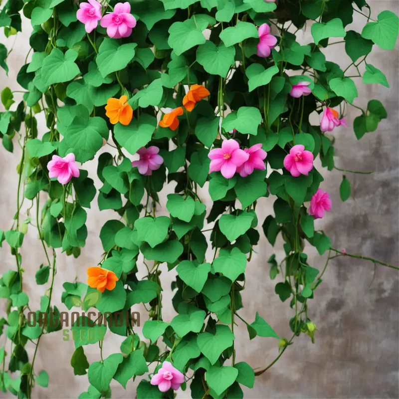 Climbing Flower Seeds – Premium Vine Varieties for Vertical Garden Beauty