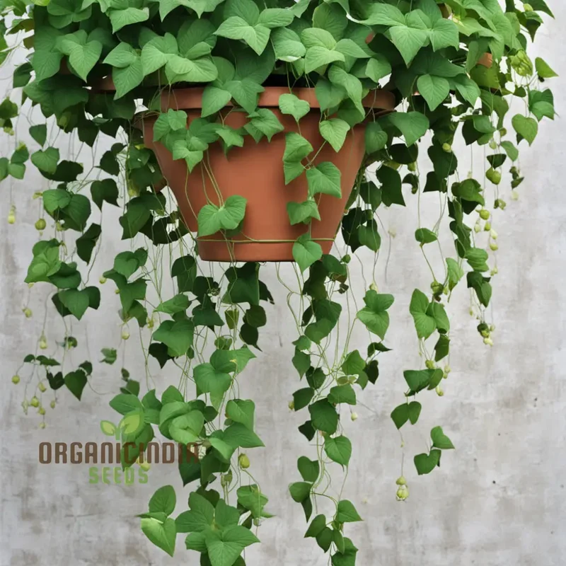 Climbing Flower Seeds – Premium Vine Varieties for Vertical Garden Beauty
