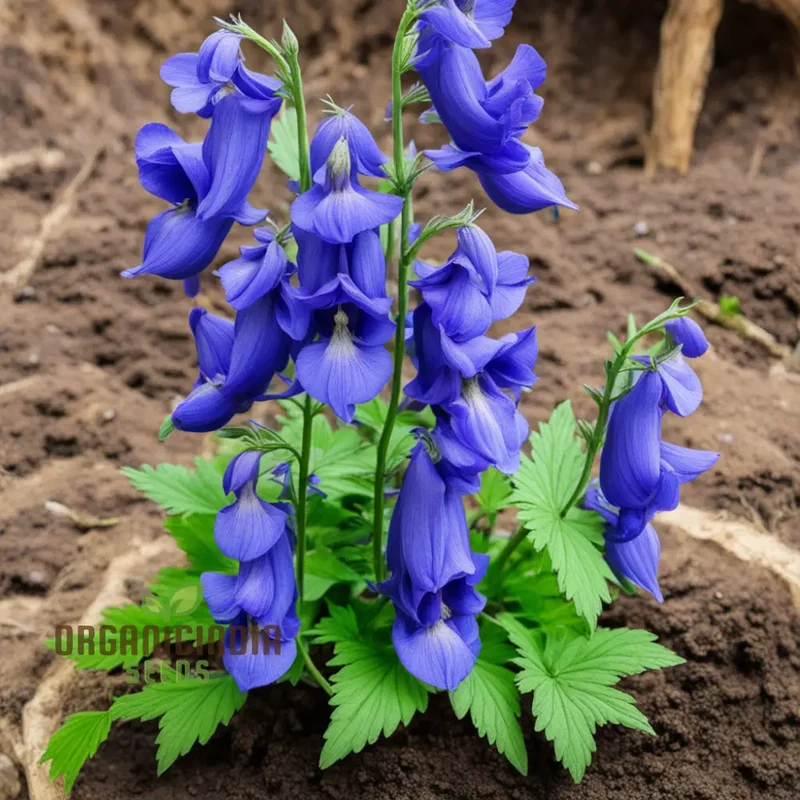 Blue Monkshood Flower Seeds - Striking Blooms for Mysterious Garden Charms