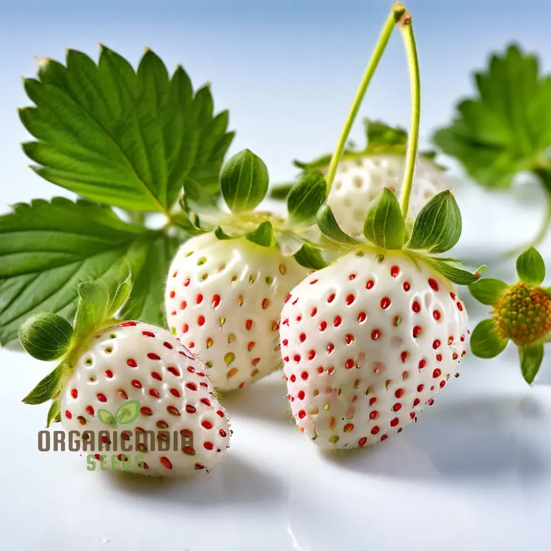 White Strawberry Seeds for Planting, Enhance Your Garden with Snow White Fruit Seeds
