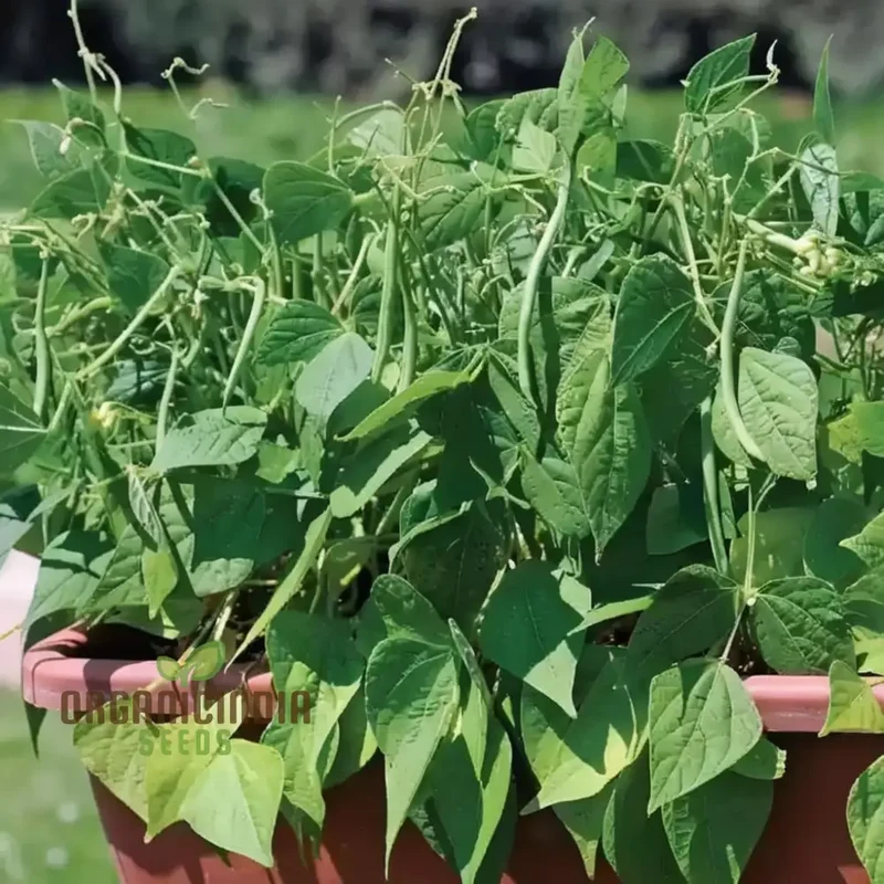Green Contender Vegetable Bean Seeds , Heirloom Quality for Vibrant Gardens Seeds For Planting