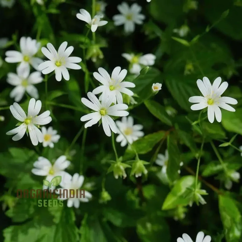 Chickweed Flower Seeds for Planting,Green Blooms and Versatile Beauty