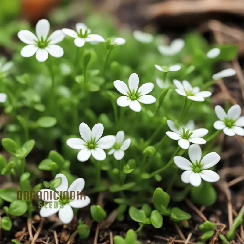 Chickweed Flower Seeds for Planting,Green Blooms and Versatile Beauty