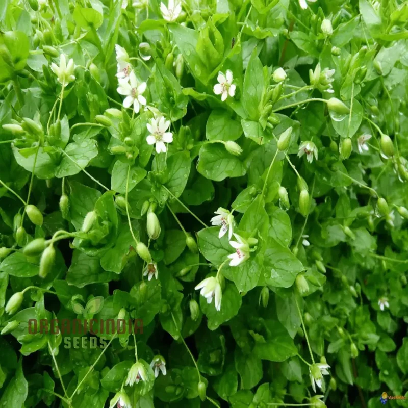 Chickweed Flower Seeds for Planting,Green Blooms and Versatile Beauty