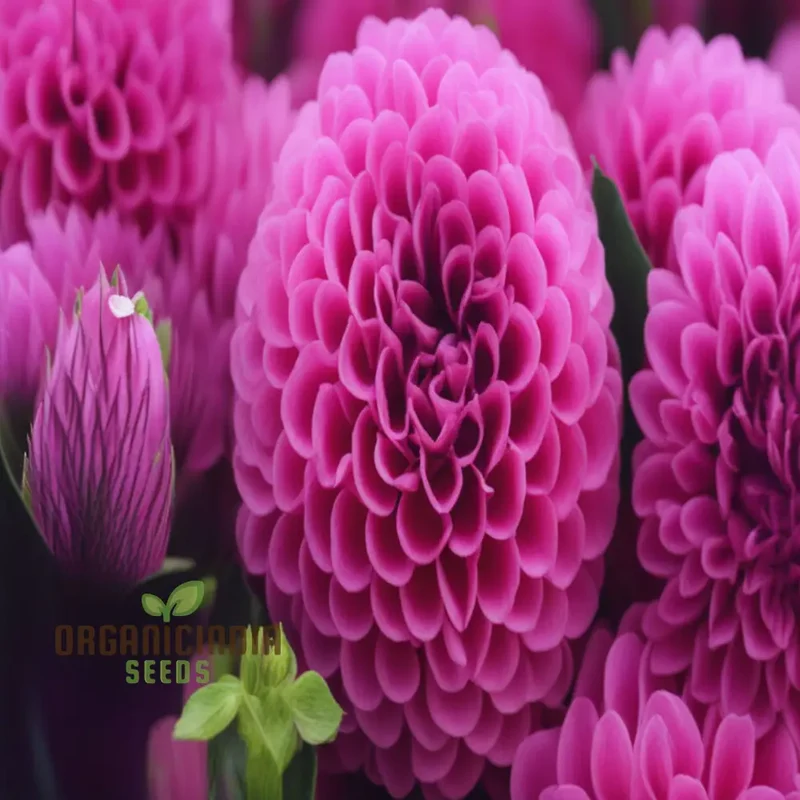 Organic Pink Marigold Flower Seeds, Planting and Quality Seeds for Your Garden