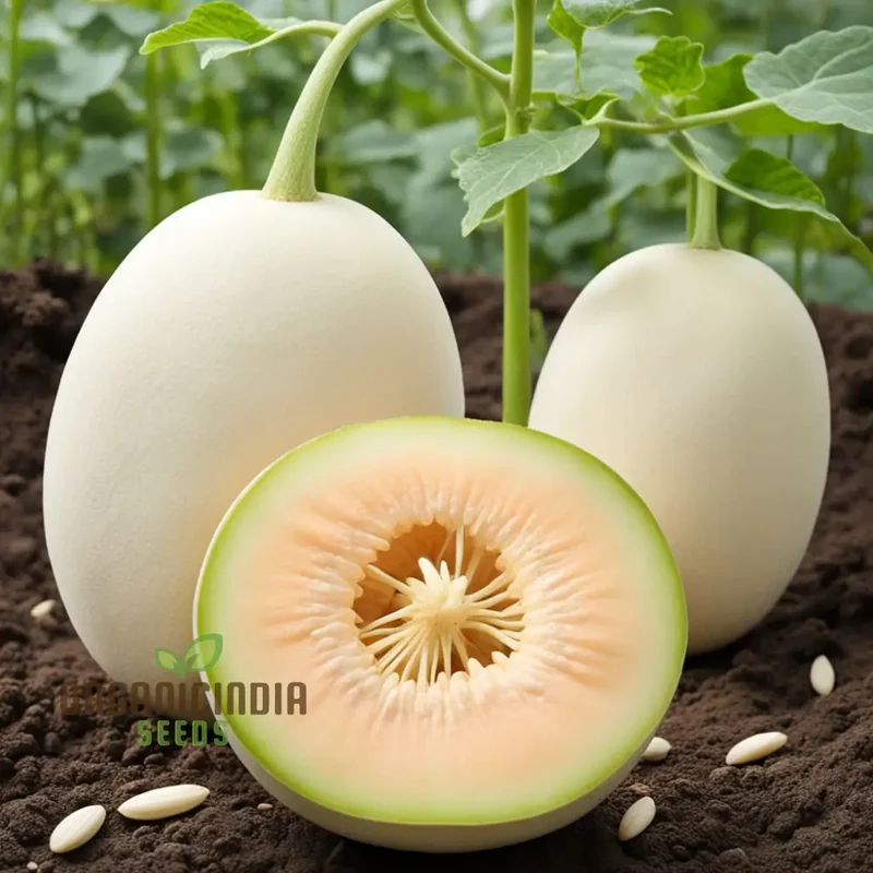 Pure Pearls Oval White Muskmelon fruit Seeds, Experience the Exquisite Essence of Gardening, Cultivating Your Own Delicate, Sweet Melons