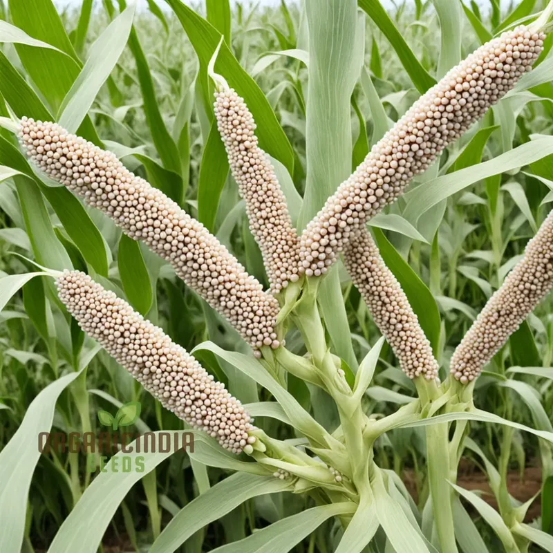 Pearls of Wisdom Millet Seeds, Traditional and Innovative Recipes with Millet Seeds