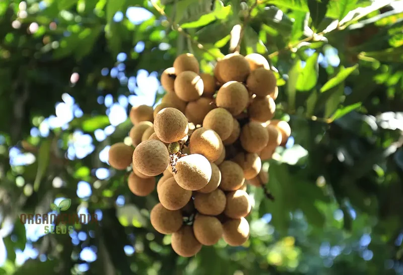 Dragon's Eye Fruit Seeds for Planting, Cultivate Your Own Exotic Dragon's Eye Fruit Trees