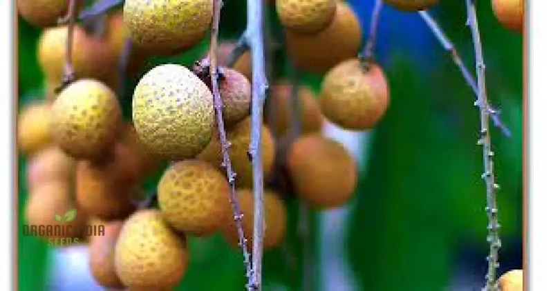 Dragon's Eye Fruit Seeds for Planting, Cultivate Your Own Exotic Dragon's Eye Fruit Trees