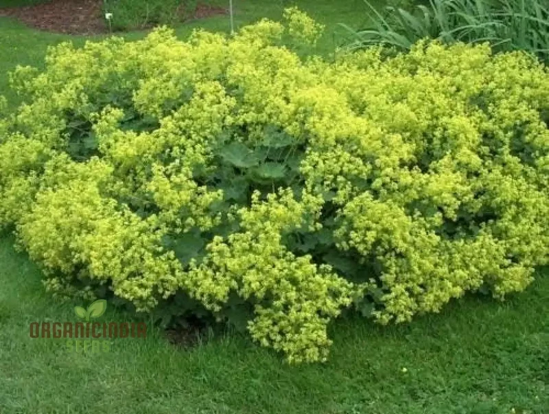 60 Green Alchemilla mollis Plant Seeds, Alchemilla mollis Seeds 60pcs, Green Alchemilla mollis 60 Seed Pack