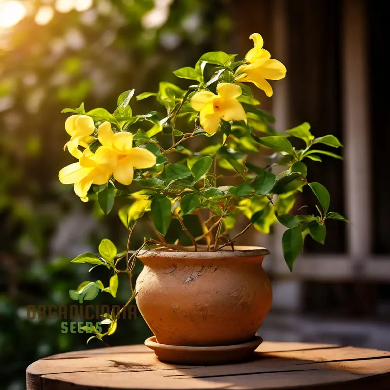 Yellow Jasmine Perennial Vine Flower Seeds for Planting - Sunshine Blooms for Everlasting Garden Beauty