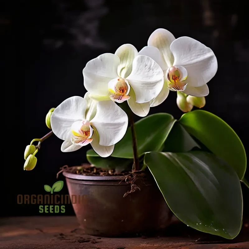 White Phalaenopsis Orchid Flower Seeds - Exquisite Blossoms for Elegant Garden Spaces
