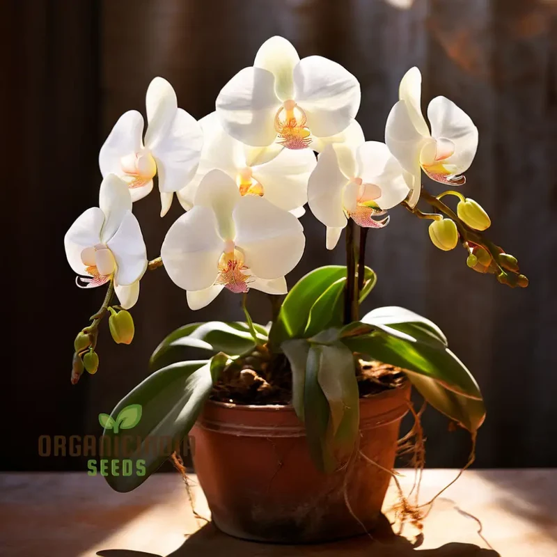 White Phalaenopsis Orchid Flower Seeds - Exquisite Blossoms for Elegant Garden Spaces