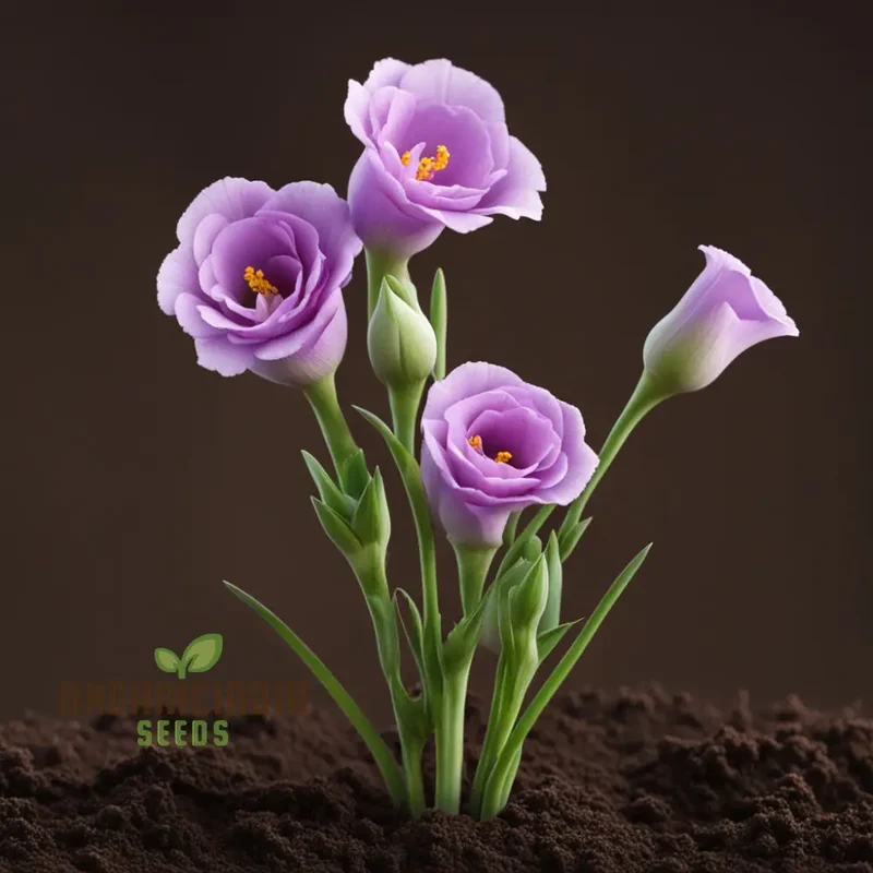 Eustoma Flower Seeds, Bulk Eustoma Seeds for Planting - Elevate Your Garden with Stunning Blooms - Perfect for Gardening Enthusiasts