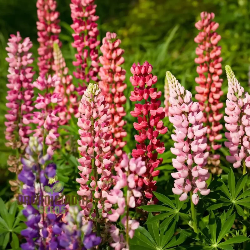 Pink Lupine Flower Seeds For Planting- Delicate Blooms for Enchanting Garden
