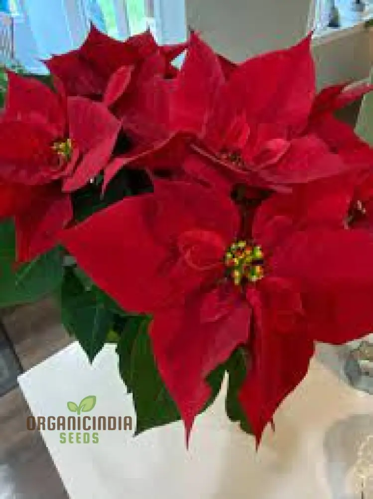Red Poinsettia Plant Seeds, Red Poinsettia Plant Seeds, Buy Red Poinsettia Plant Seeds online
