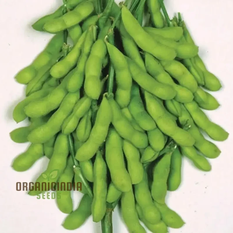 Green Soybean Seeds, Premium Vegetable Seeds for Planting a Bountiful Harvest