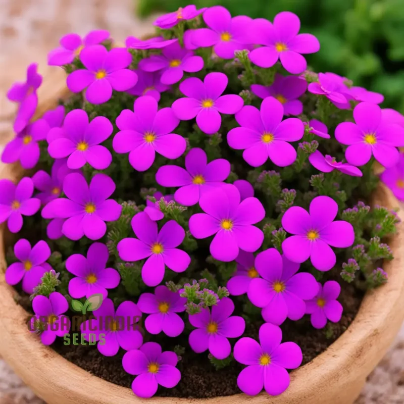 Aubrieta Purple Pink Flower Seeds, High-Quality Seeds for Vibrant Rock Garden Blooms and Planting
