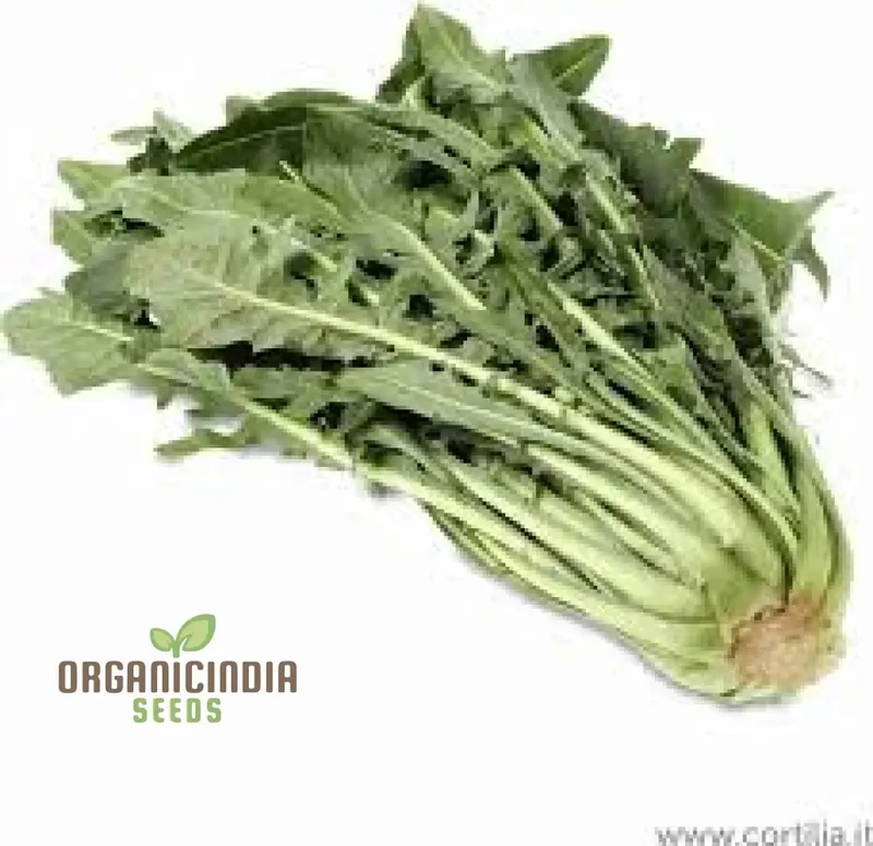 Green Intybus Vegetable Seeds, Bulk Green Intybus Seeds Pack